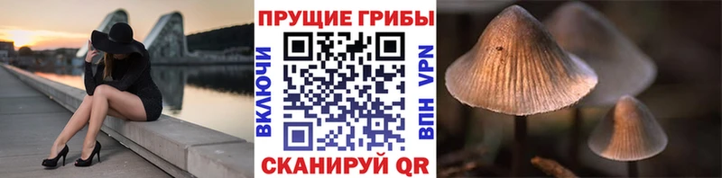 блэк спрут ТОР  Жирновск  Галлюциногенные грибы Psilocybine cubensis 